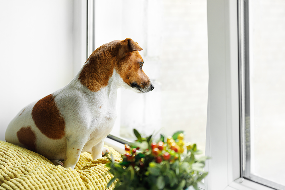 dog-on-windowsill